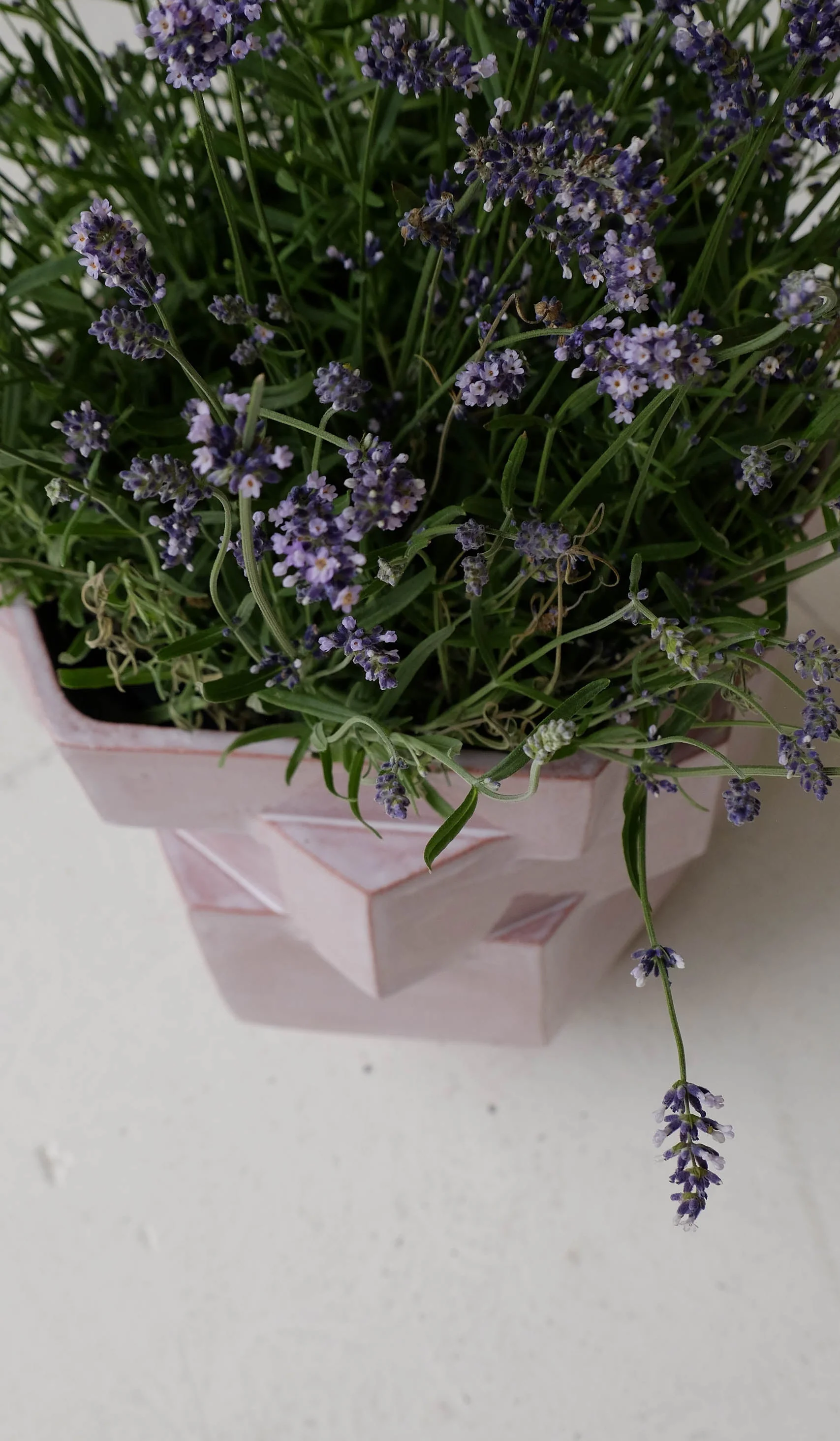 B Zippy XL Hex Planter - Image 16